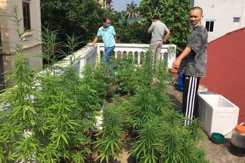 Hà Nội: Phát hiện nam thanh niên ngang nhiên trồng cần sa trên nóc nhà