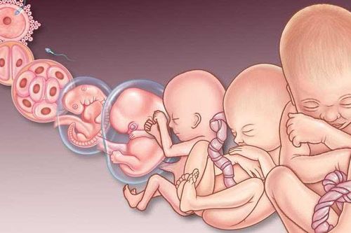 Bệnh Rubella ảnh hưởng tới thai kỳ như thế nào?