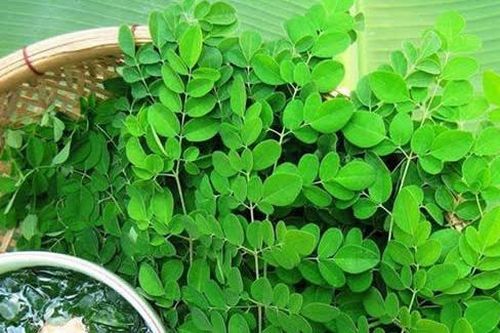 Rau chùm ngây có tác dụng gì? Cách sử dụng và một số lưu ý khi dùng