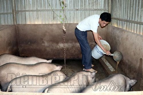 Mường Nhé phát triển chăn nuôi tập trung