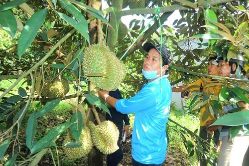 Đạ Huoai đẩy mạnh phát triển sầu riêng VietGAP