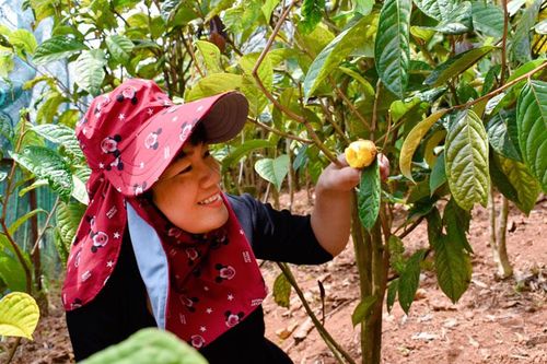 Xây dựng 'Công viên Trà Hoa Vàng' ở Vườn Quốc gia Cát Tiên