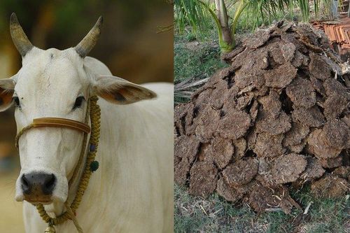 Hải quan Mỹ phát hoảng thấy bánh phân bò trong hành lý du khách Ấn Độ