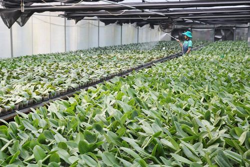 Tạo động lực phát triển hợp tác xã nông nghiệp