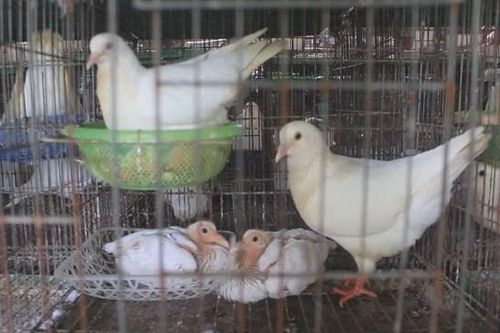 Nuôi chim bồ câu Pháp