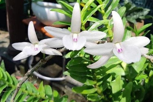 Lừa bán lan đột biến giả, chiếm đoạt 3,5 tỷ đồng