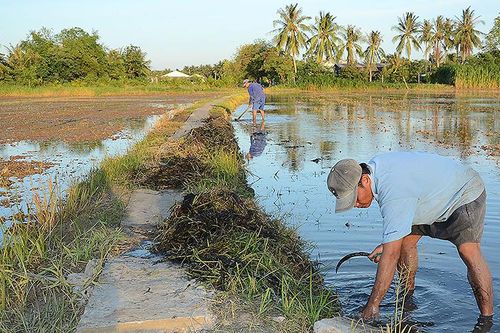 Các tỉnh đồng bằng sông Cửu Long tập trung sản xuất lúa vụ hè thu