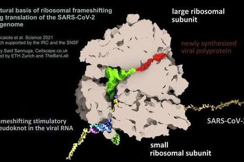 Giới khoa học Thụy Sỹ phát hiện điểm yếu của virus SARS-CoV-2 gây bệnh Covid-19, có thể phát triển thuốc kháng