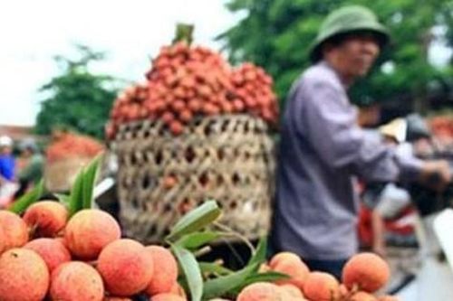 Xây dựng kịch bản tiêu thụ nông sản theo diễn biến dịch bệnh
