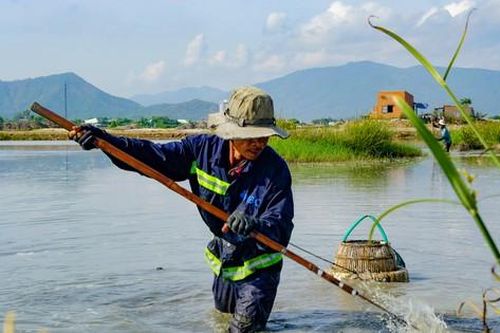 Xem nông dân Bình Định dùng 'tuyệt chiêu' bắt lươn dưới lòng sông