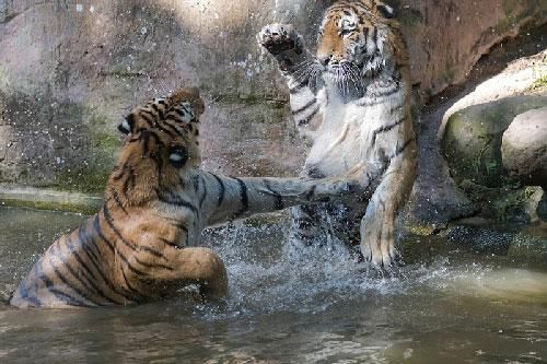 Hai chú hổ Siberi trổ tài biểu diễn 'kungfu'