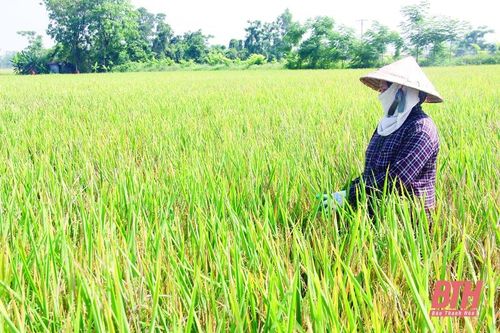 Ngành trồng trọt tiếp đà tăng trưởng