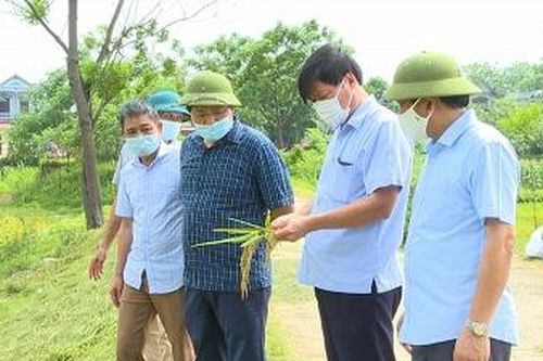 Lãnh đạo thành phố Việt Trì thăm đồng, chỉ đạo thu hoạch lúa tại xã Kim Đức