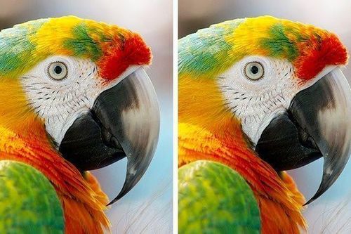 Không quá 30% người có thể thấy hết điểm khác biệt của mỗi hình này trong 1 phút