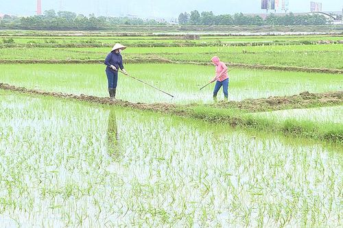 Chủ động nguồn nước phục vụ sản xuất nông nghiệp