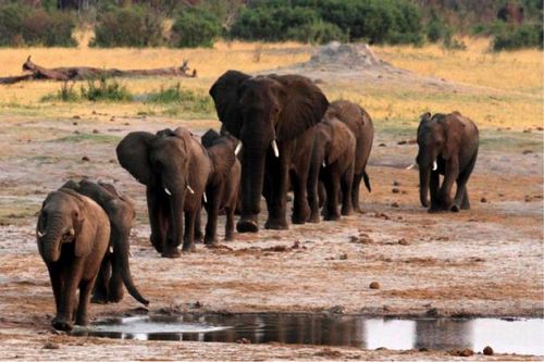 Doanh thu du lịch giảm vì Covid, Zimbabwe bán quyền săn voi sắp tuyệt chủng lấy tiền