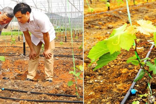 Cây mới 'bén' đất Thái Hòa