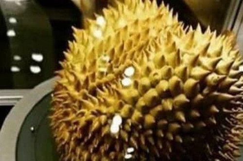 Vợ mua sầu riêng hơn 1 triệu, chồng định vứt nhưng đổi ý khi sờ vào