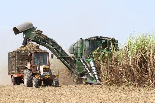 Kỳ I: Ngành mía đường Việt Nam trước nguy cơ 'mất trắng'
