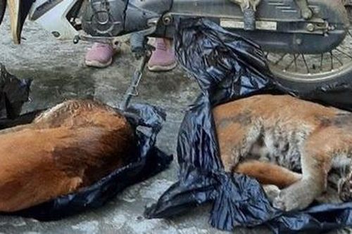 Tạm giữ người phụ nữ vận chuyển 2 con beo lửa