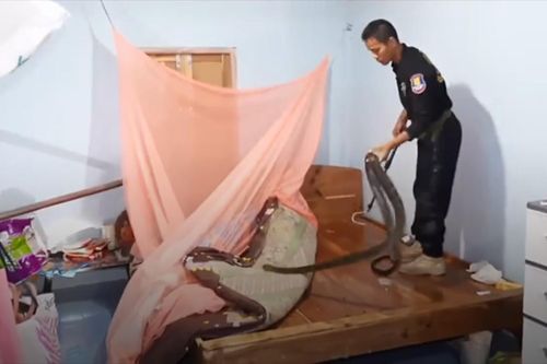 Vây bắt rắn hổ mang chúa dài 2m dưới gầm giường nhà dân ở Thái Lan