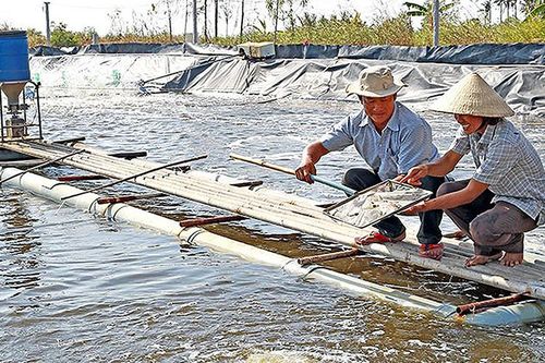 Cà Mau xây dựng chỉ dẫn địa lý cho sản phẩm tôm sú