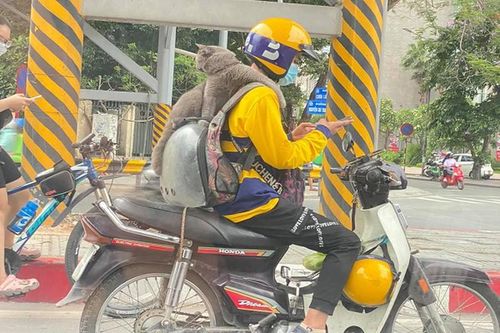 Ra đường kiếm tiền cùng 'sen', chú mèo khiến cả đường phải chú ý