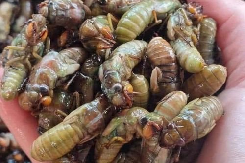 Ăn nhộng ve sầu dễ bị ngộ độc