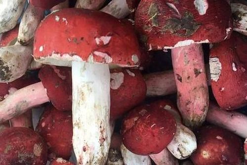 Đổ xô về rừng xứ Lạng săn nấm Chẹo - đặc sản quý giá cả triệu đồng/kg
