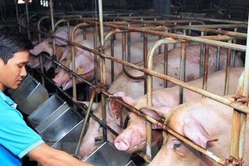 Giá thức ăn chăn nuôi tăng lần thứ 7 liên tiếp