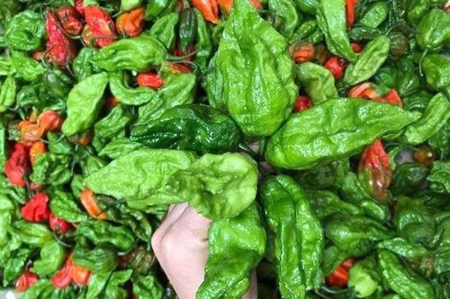 Ớt 'trung đoàn' đặc sản giá đắt, thương lái tranh mua từng cân