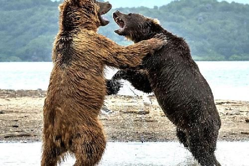 Màn 'đấu quyền anh' kịch tính của hai chú gấu khổng lồ