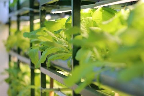 Bóng đèn Phích nước Rạng Đông đầu tư nhà máy tại Khu công nghệ cao Hòa Lạc