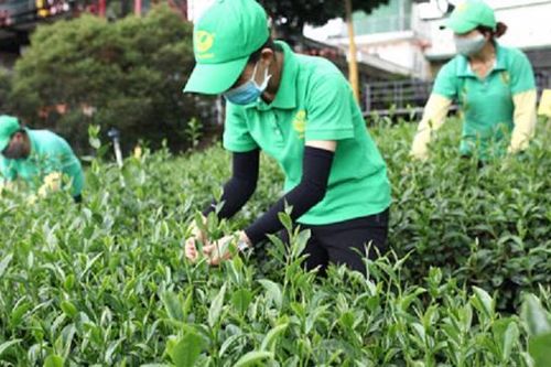 Kim ngạch xuất khẩu chè tăng 8%