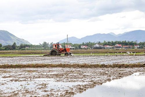 Tiết kiệm nước trong sản xuất vụ hè thu