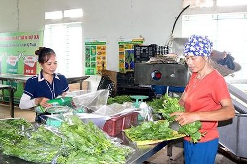 Lâm Thao đẩy mạnh phát triển sản xuất nông nghiệp theo hướng hàng hóa