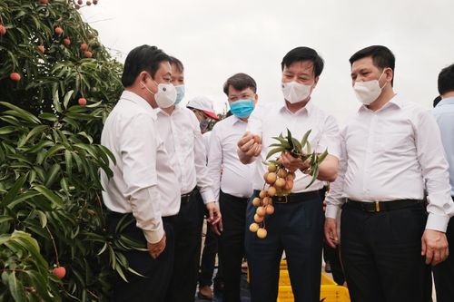 Đưa Thanh Hà trở thành vùng trọng điểm về trái vải