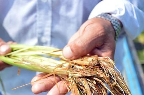 Bị phạt 120 triệu đồng vì buôn bán thuốc trừ sâu và phân bón giả