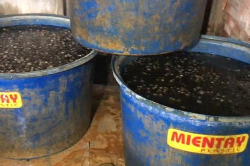Phát hiện 1,8 tấn ốc ngâm hóa chất