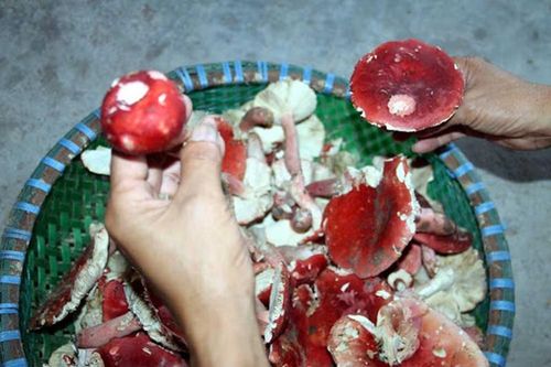 Loại nấm rừng được ví như 'vàng đỏ' ở Việt Nam