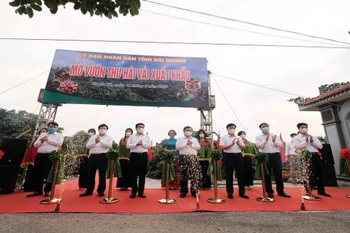 Hai Bộ trưởng cắt băng mở vườn vải ở Hải Dương