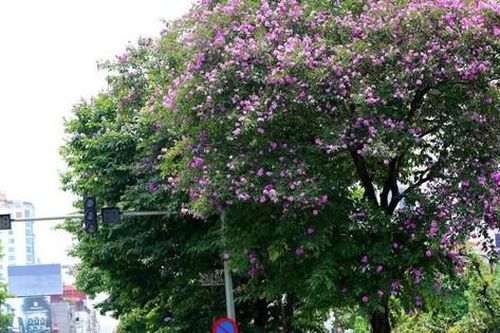 Miền Bắc mát mẻ trước khi nắng nóng trở lại
