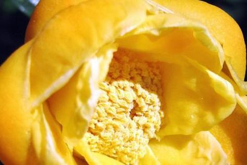 Loài trà 'khắc tinh' với tế bào ung thư nở hoa ở VQG Cát Tiên
