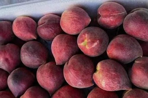 Đào lạ đỏ thẫm tràn về chợ, giá cao 100.00đ/kg vẫn đắt hàng