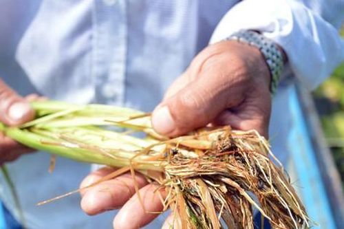 Bị phạt hơn trăm triệu đồng vì bán thuốc trừ sâu và phân bón giả