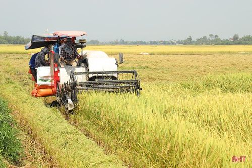 Cẩm Xuyên được mùa lúa xuân lớn nhất từ trước đến nay