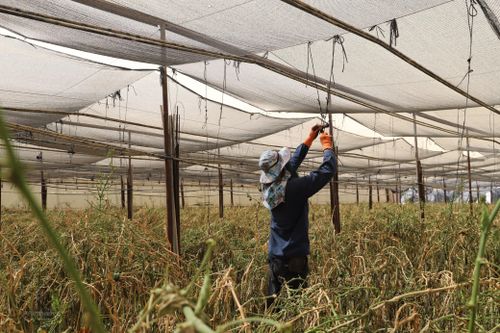 Tu nghiệp sinh Việt Nam tại Israel giúp nhau vượt qua 'bão lửa'
