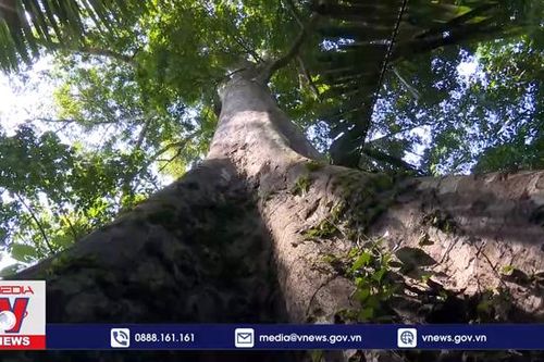 Giữ gìn rừng nguyên sinh Trung Trường Sơn