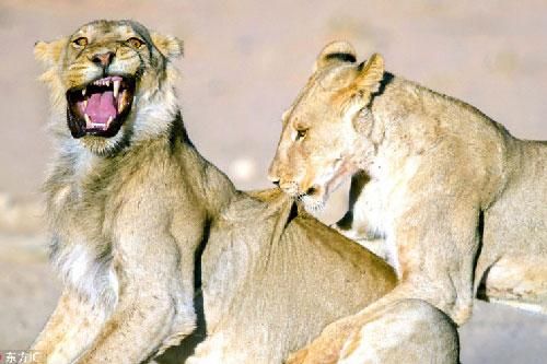 Phì cười với 101 biểu cảm của sư tử đực 'xui nhất quả đất'