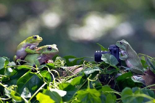 Kỹ năng selfie của ếch xanh